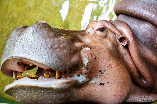 Smiling hippo at Chiang Mai Zoo