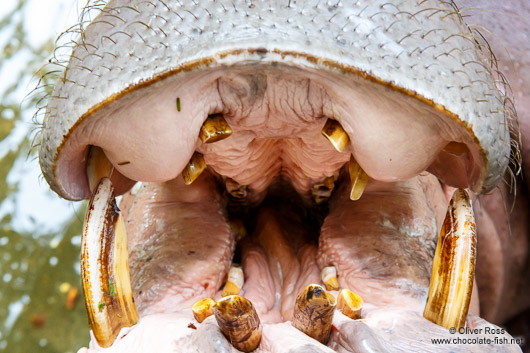 Large mouth of a Hippopotamus at Chiang Mai Zoo