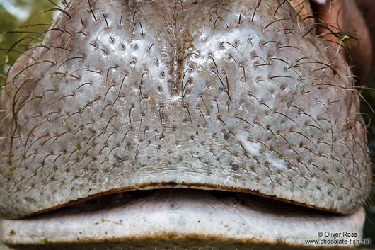 Whiskers on the mouth of a Hippopotamus at Chiang Mai Zoo