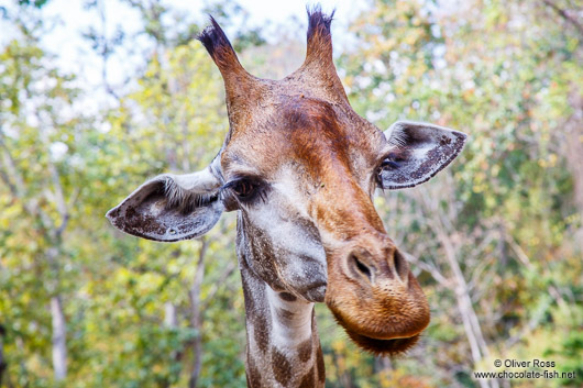 Giraffe at Chiang Mai Zoo