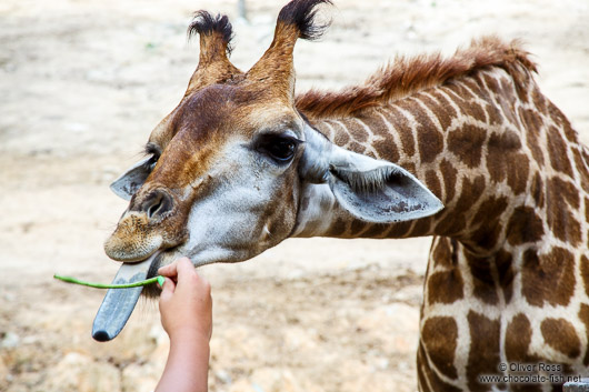 Giraffe with giant tongue at Chiang Mai Zoo