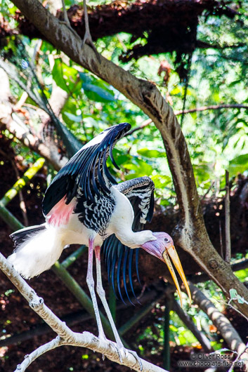 Giant stork at Chiang Mai Zoo