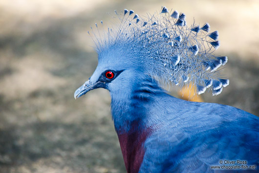 Victoria Crowned Pigeon (Goura victoria) at Chiang Mai Zoo