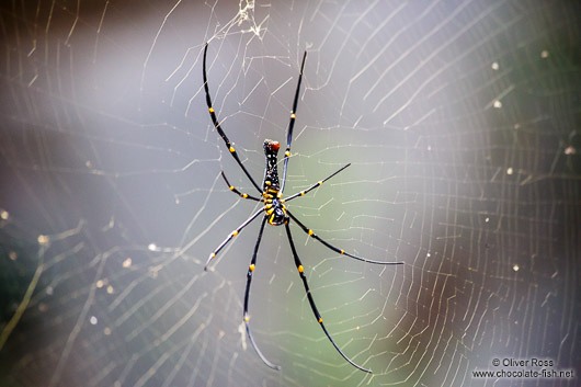 Large spider sitting in its web in Chiang Mai province