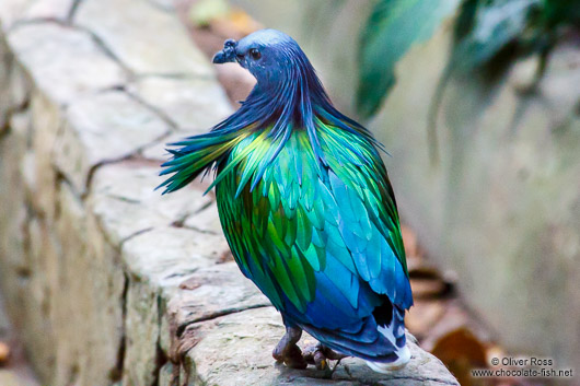 Colourful pigeon in Chiang Mai Zoo