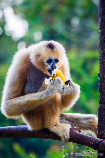 Monkey eating a banana in Chiang Mai Zoo
