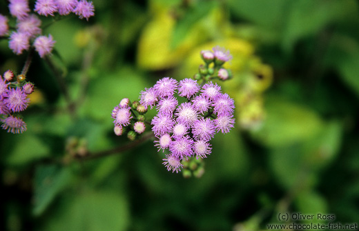 Flower detail