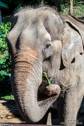 Elephant at the Mae Rim Elephant Center