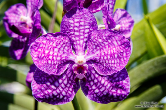 Pink flowering orchid at the Mae Rim Orchid Farm