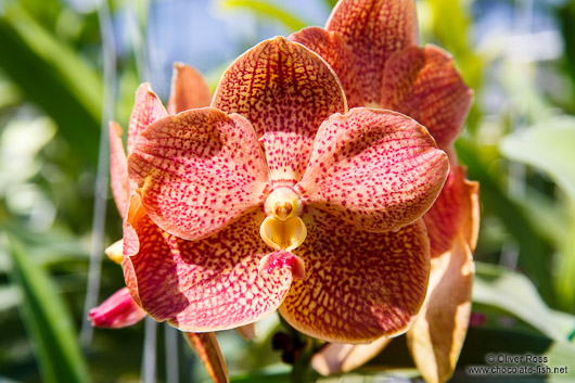 Orange flowering orchid at the Mae Rim Orchid Farm