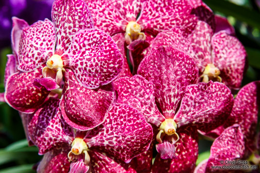 Pink flowering orchid at the Mae Rim Orchid Farm