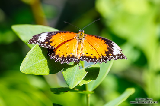 Butterfly at the Mae Rim Orchid Farm