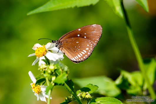 Butterfly at the Mae Rim Orchid Farm