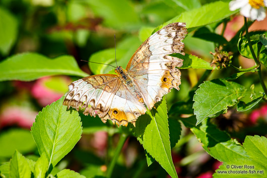 Butterfly at the Mae Rim Orchid Farm