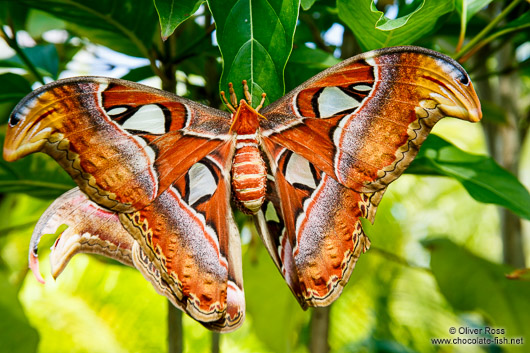 Giant butterfly at the Mae Rim Orchid Farm