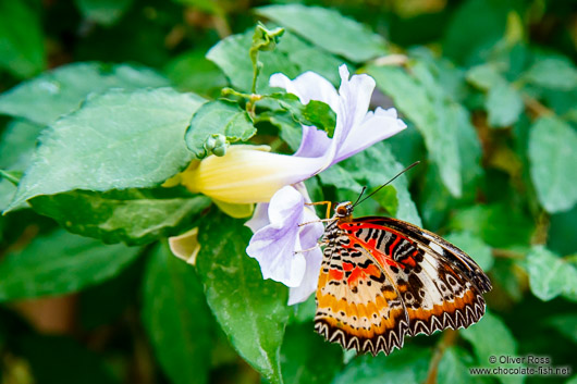 Mae Rim Orchid Farm