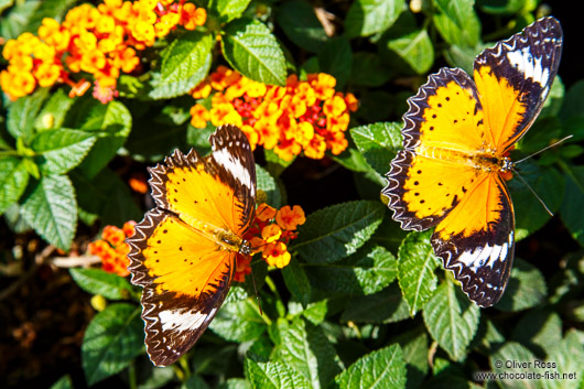 Butterflies at the Mae Rim Orchid Farm