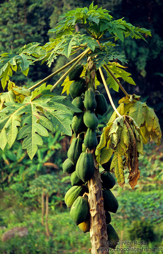 Papaya tree in Northern Thailand