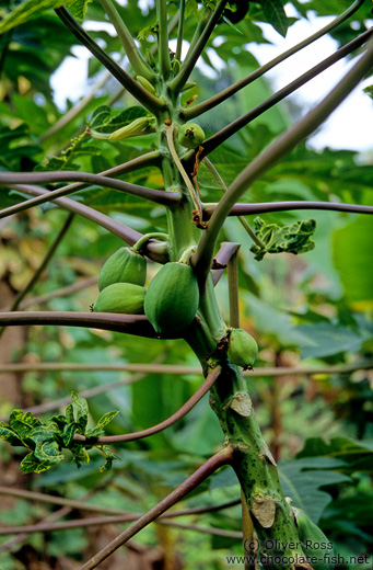 Papaya on tree in Northern Thailand