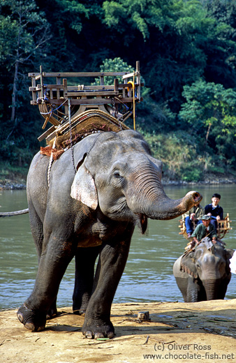 Elephant at Ruam Mit elephant camp