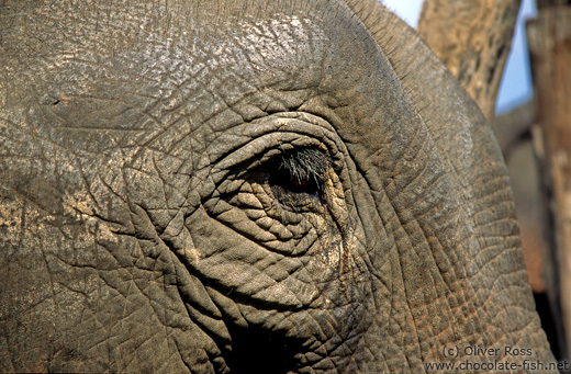 Elephant at Ruam Mit elephant camp