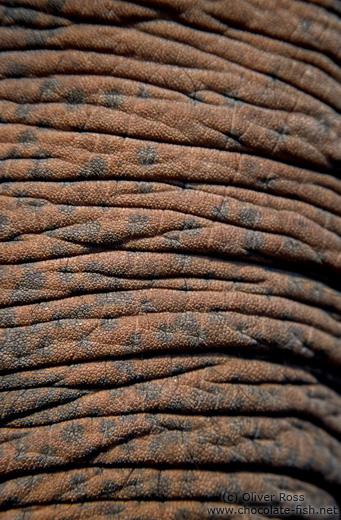 Skin on an elephant´s trunk