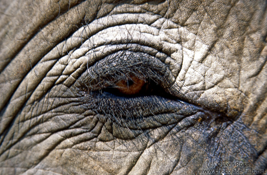 Elephant eye