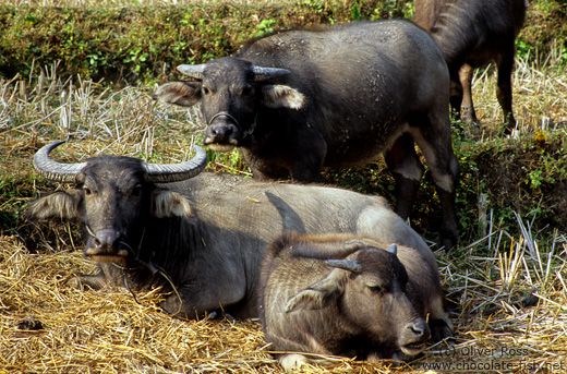 Water Buffalos in Chiang Rai province