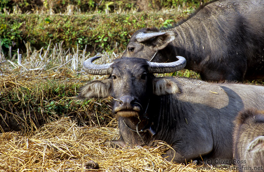 Water buffalos near Chiang Rai