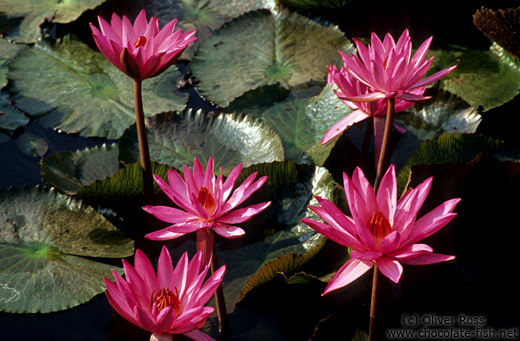 Water lilies in Chiang Rai Province