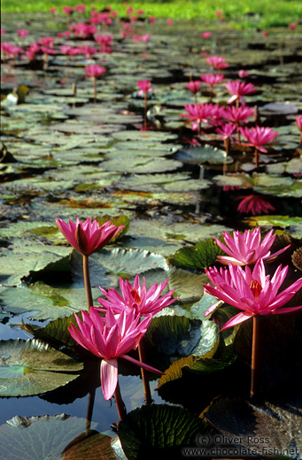 Water lilies in Chiang Rai Province