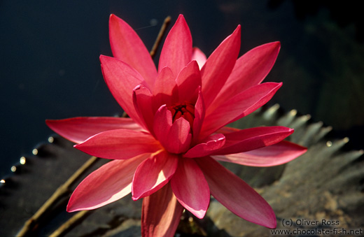 Water lily in Chiang Rai Province