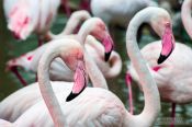 Travel photography:Flamingoes at Chiang Mai Zoo, Thailand