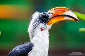 Travel photography:Hornbill in Chiang Mai Zoo, Thailand