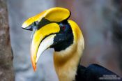 Travel photography:Great Hornbill in Chiang Mai Zoo, Thailand