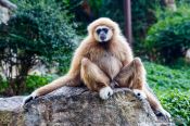 Travel photography:Monkey in Chiang Mai Zoo, Thailand