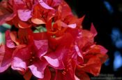 Travel photography:Bougainville flowers in Northern Thailand, Thailand