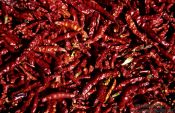 Travel photography:Dried chillies in Southern Thailand, Thailand