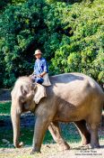 Travel photography:Elephant at the Mae Rim Elephant Center, Thailand