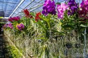 Travel photography:Hundres of flowering orchids a the Mae Rim Orchid Farm, Thailand