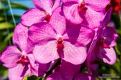 Travel photography:Pink flowering orchid at the Mae Rim Orchid Farm, Thailand