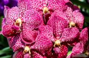 Travel photography:Pink flowering orchid at the Mae Rim Orchid Farm, Thailand