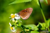 Travel photography:Butterfly at the Mae Rim Orchid Farm, Thailand