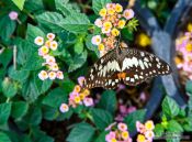 Travel photography:Butterfly at the Mae Rim Orchid Farm, Thailand