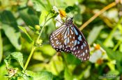 Travel photography:Butterfly at the Mae Rim Orchid Farm, Thailand