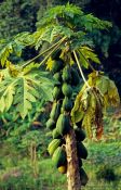 Travel photography:Papaya tree in Northern Thailand, Thailand