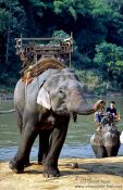 Travel photography:Elephant at Ruam Mit elephant camp, Thailand