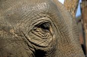 Travel photography:Elephant at Ruam Mit elephant camp, Thailand