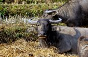 Travel photography:Water buffalos near Chiang Rai, Thailand