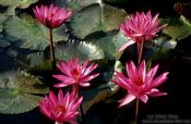 Travel photography:Water lilies in Chiang Rai Province, Thailand